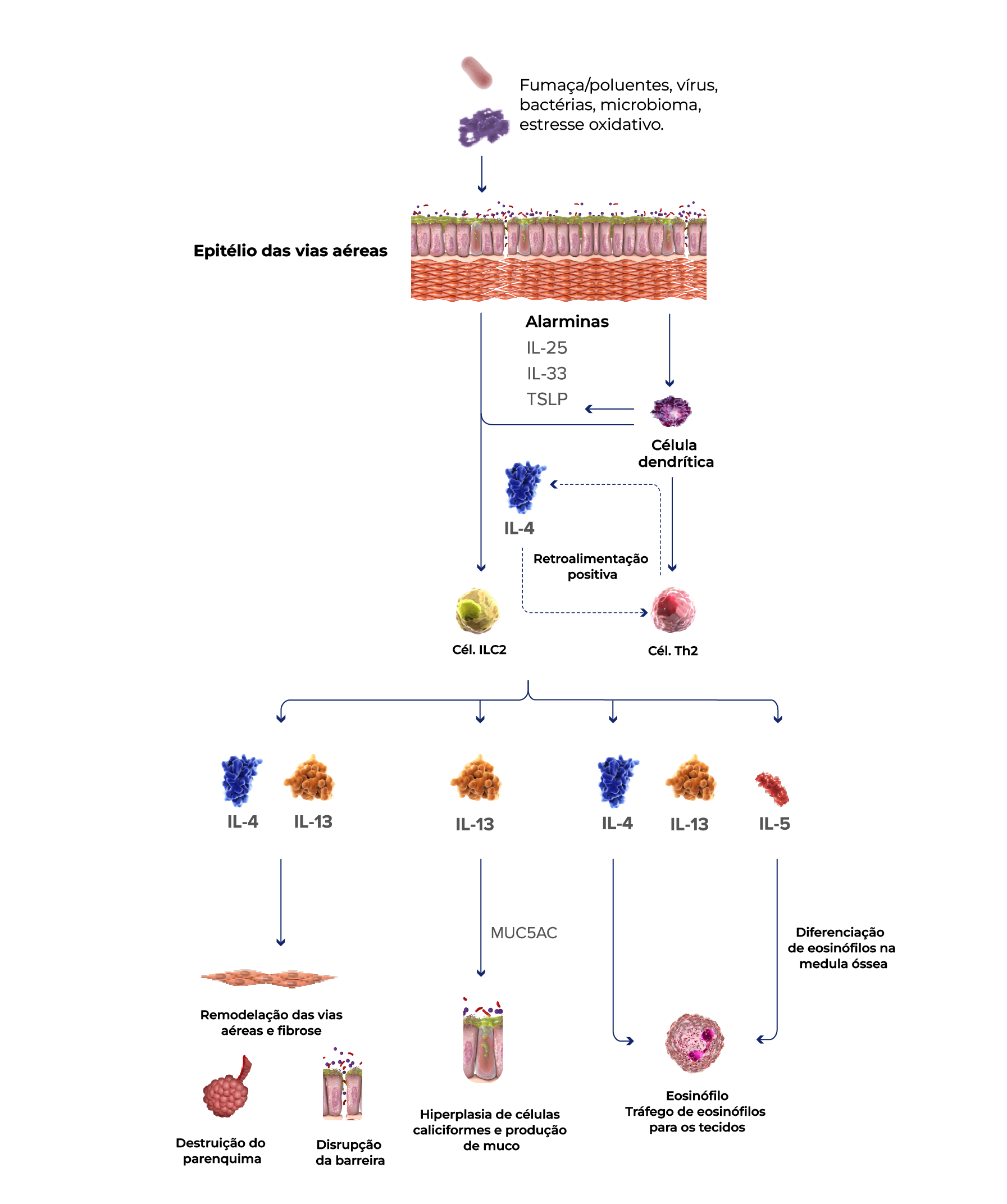Inflamação tipo 2