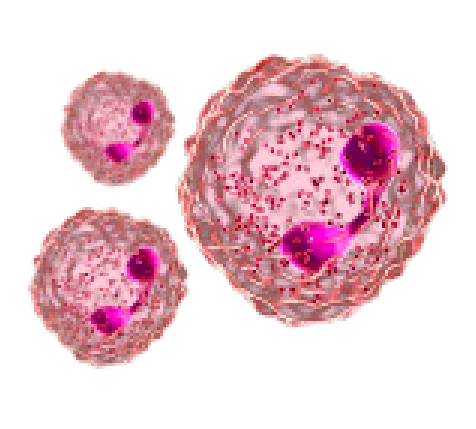 eosinofilos