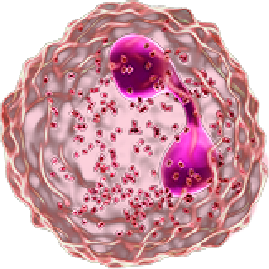 Eosinófilo