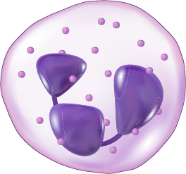 Neutrofilo